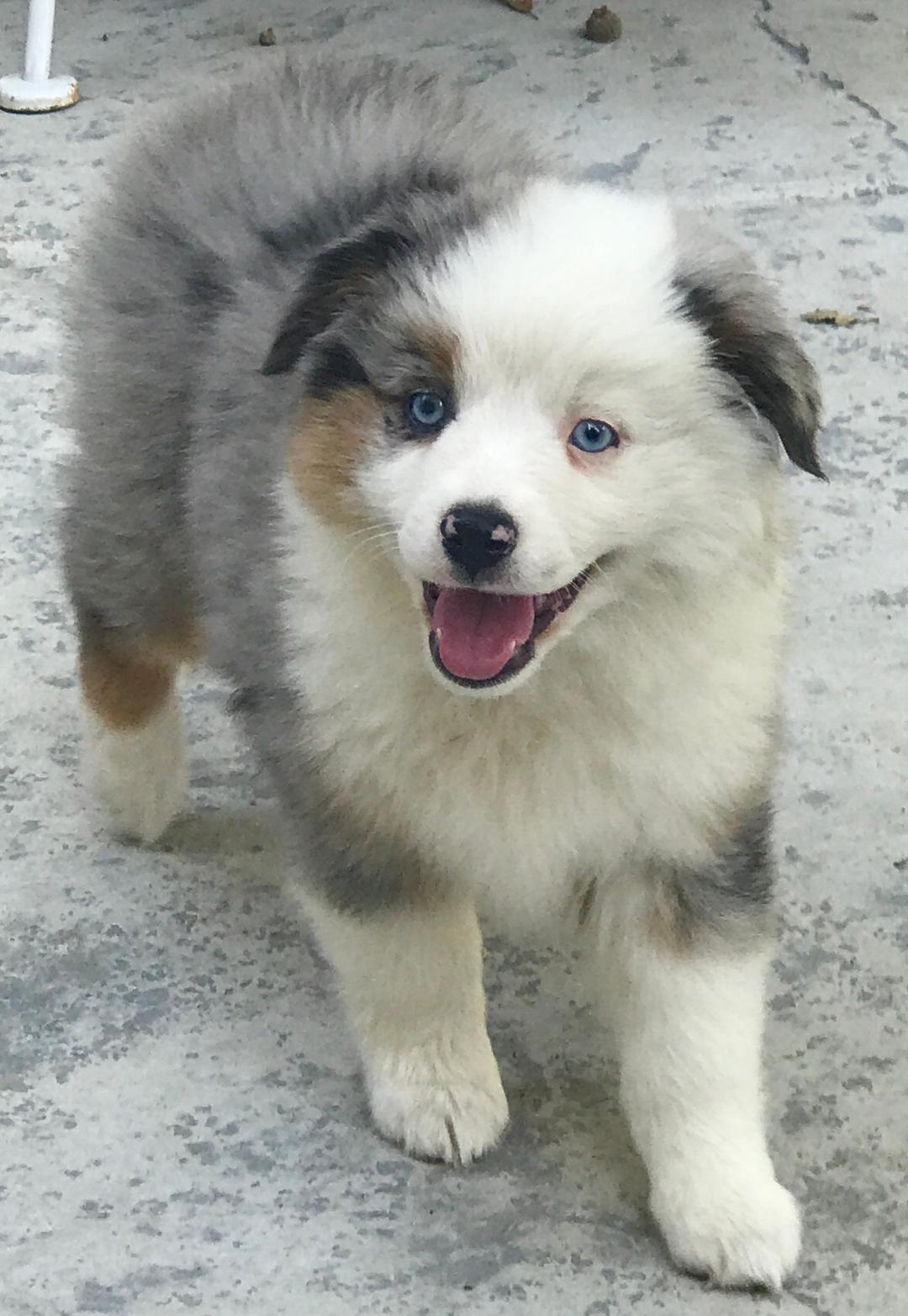 Mini Australian Shepherds, Puppies, Breeder, Sales | Elk Grove Mini Aussies