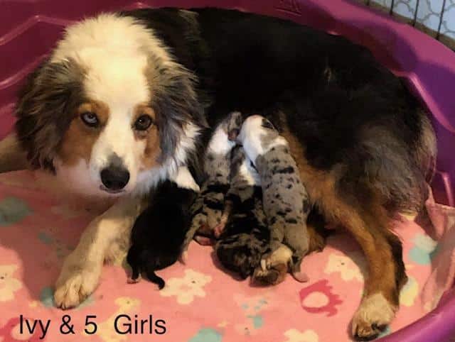 ivy pups